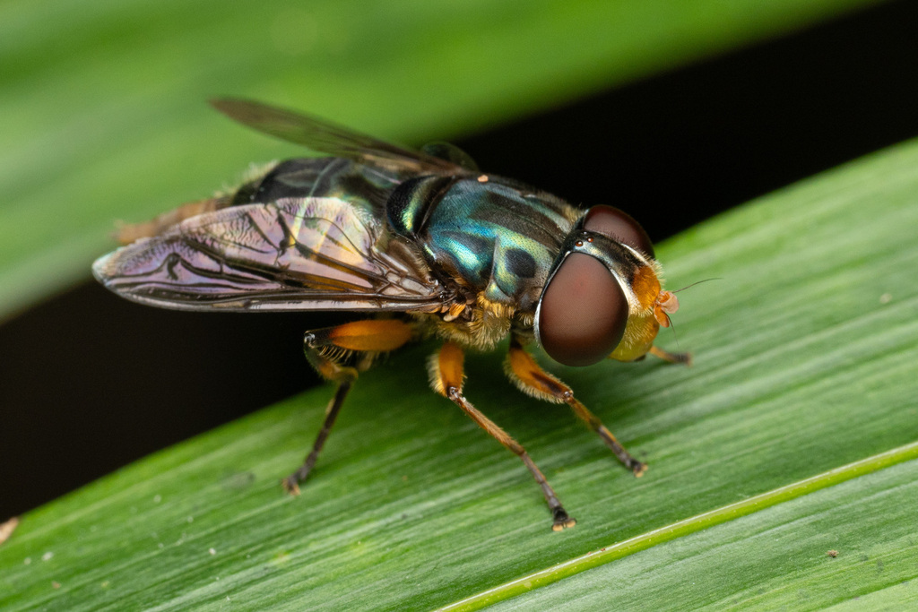 Photo of a Syrphid fly