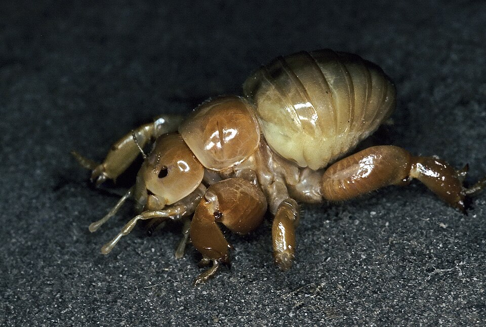 Photo of Cooloola monster