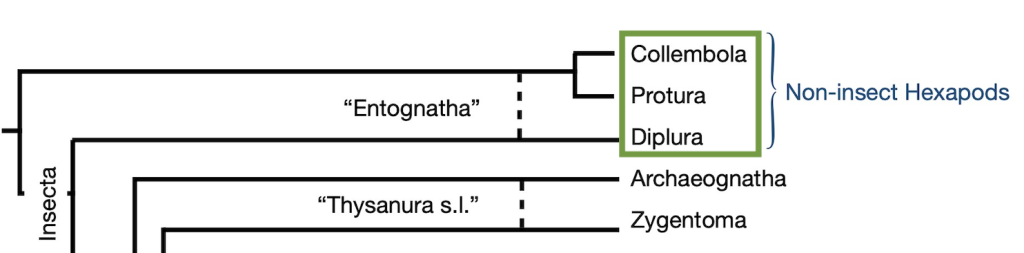 Cladogram highlighting the non-insect hexapods