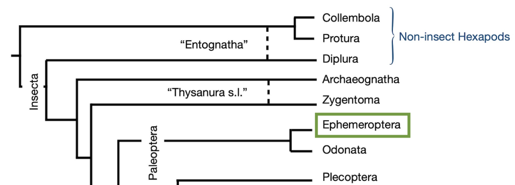 Cladogram highlighting Ephemeroptera