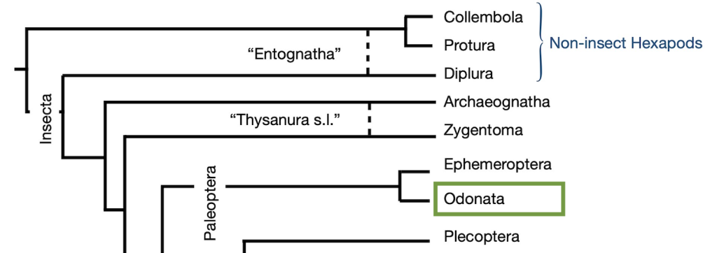 Cladogram highlighting Odonata.