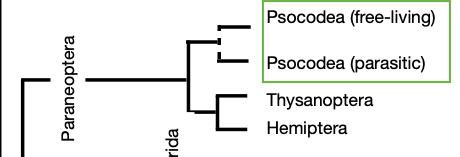 Cladogram with Psocodea highlighted