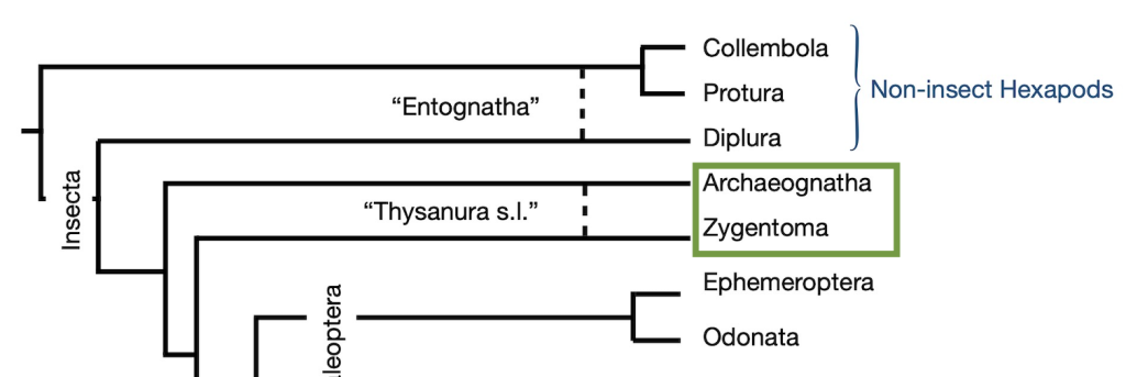 Cladogram with Zygentoma and Archaeognatha highlighted.