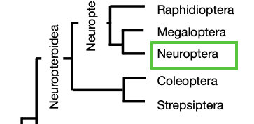 Cladogram with Neuroptera highlighted