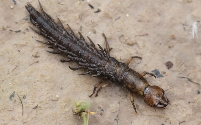 photo of a dobsonfly larva (Megaloptera)