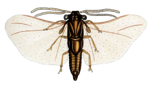 drawing of a male Strepsiptera