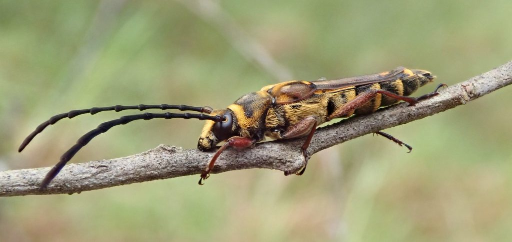 Wasp-mimicking beetle
