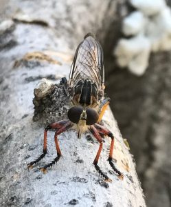 Photo of a robber fly