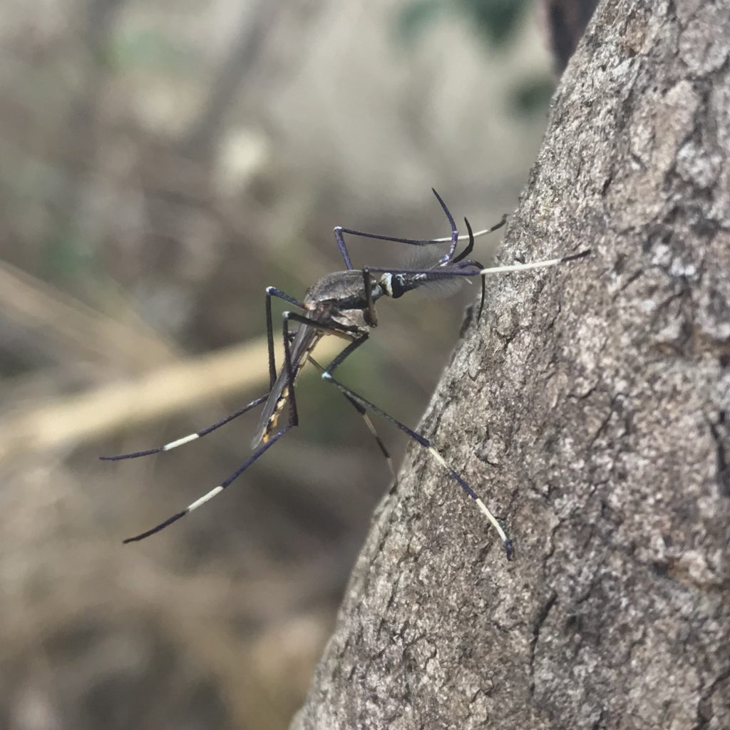 A nectar feeding mosquito