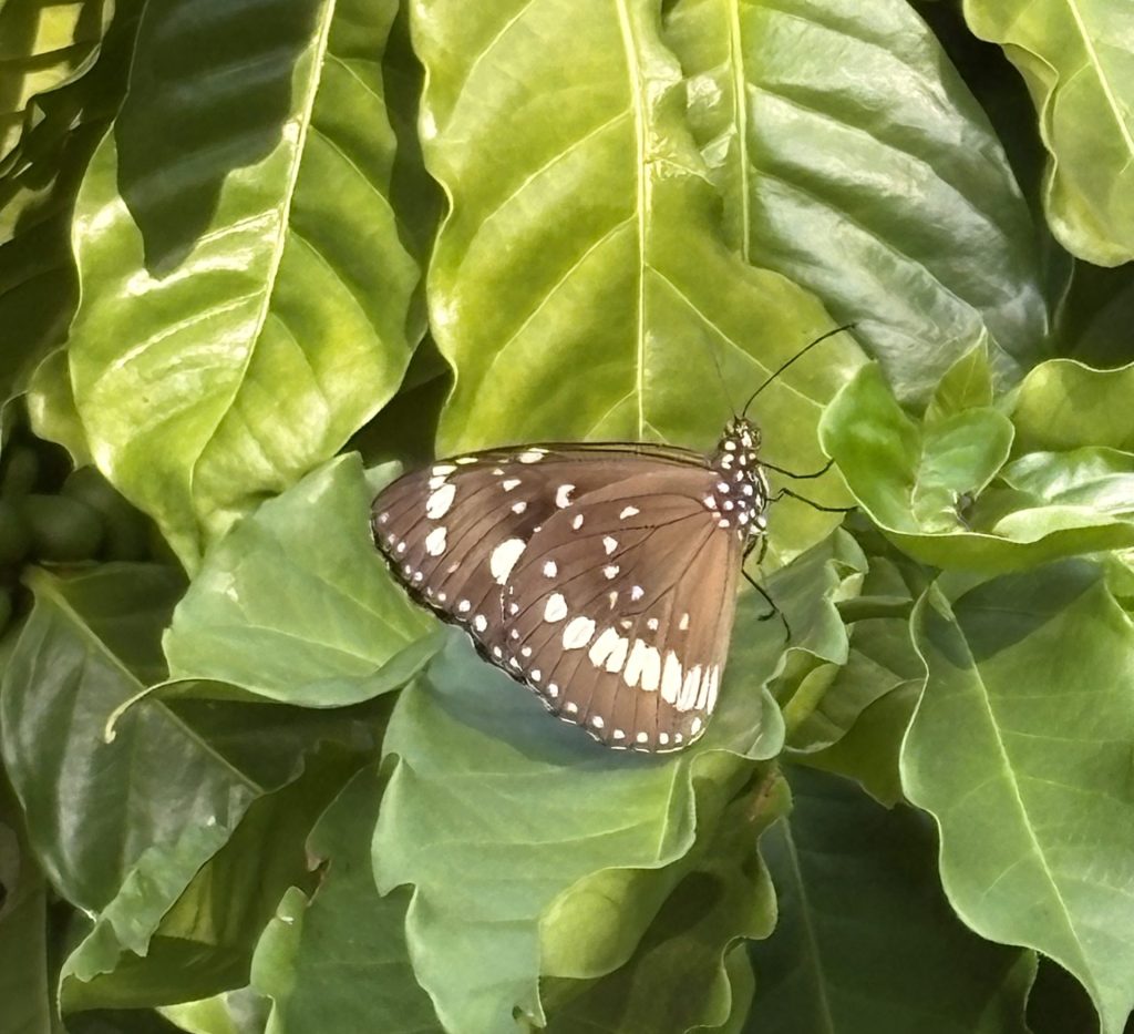 Photo of common crow butterfly