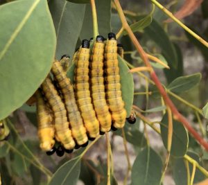 Photo of a group of spitfire caterpillars