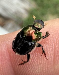 A photo of a native dung beetle