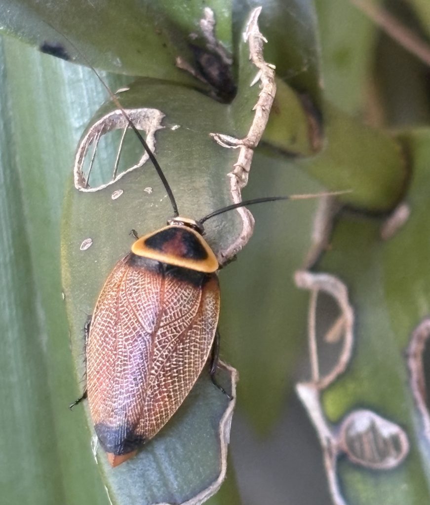Photo of an Ellipsidion cockroach