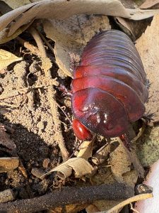 photo of a giant burrowing cockroach (Macropanesthia rhinoceros)
