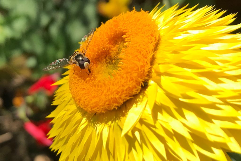 photo of a syrphid fly
