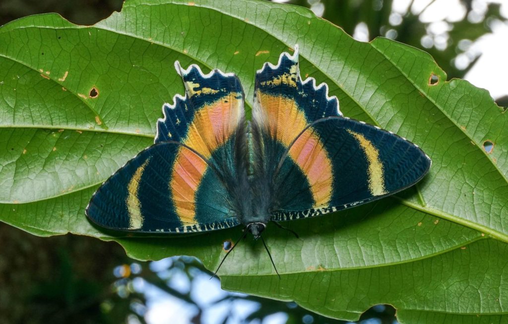 Photo of a day-flying Zodiac moth (Lepidoptera)
