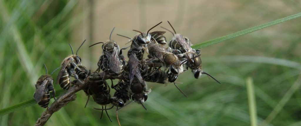 Bees clustered on a stem