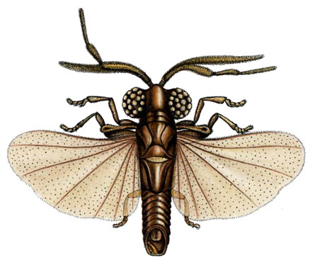 Drawing of a strepsipteran male