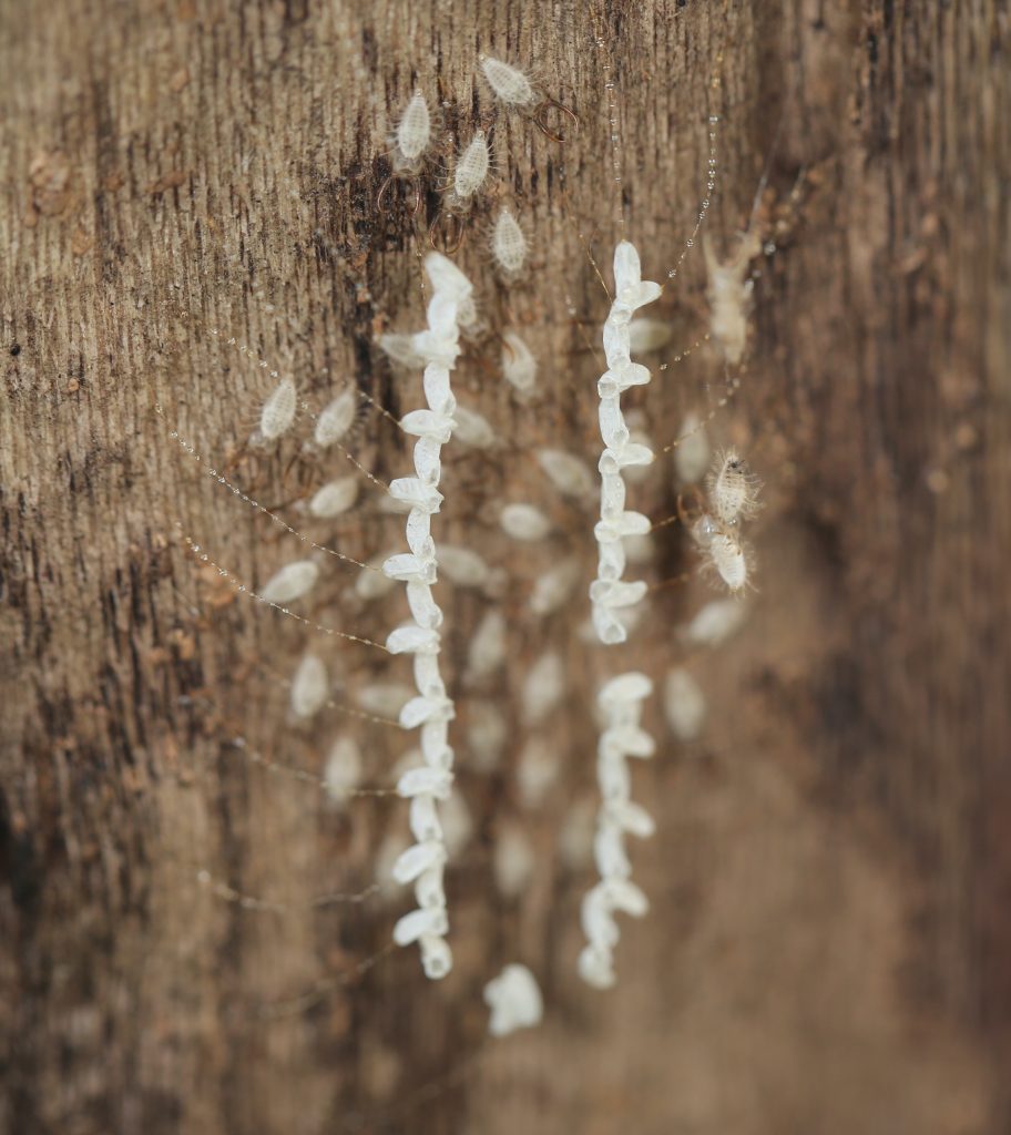 Neuroptera eggs on stalks in a U-shape