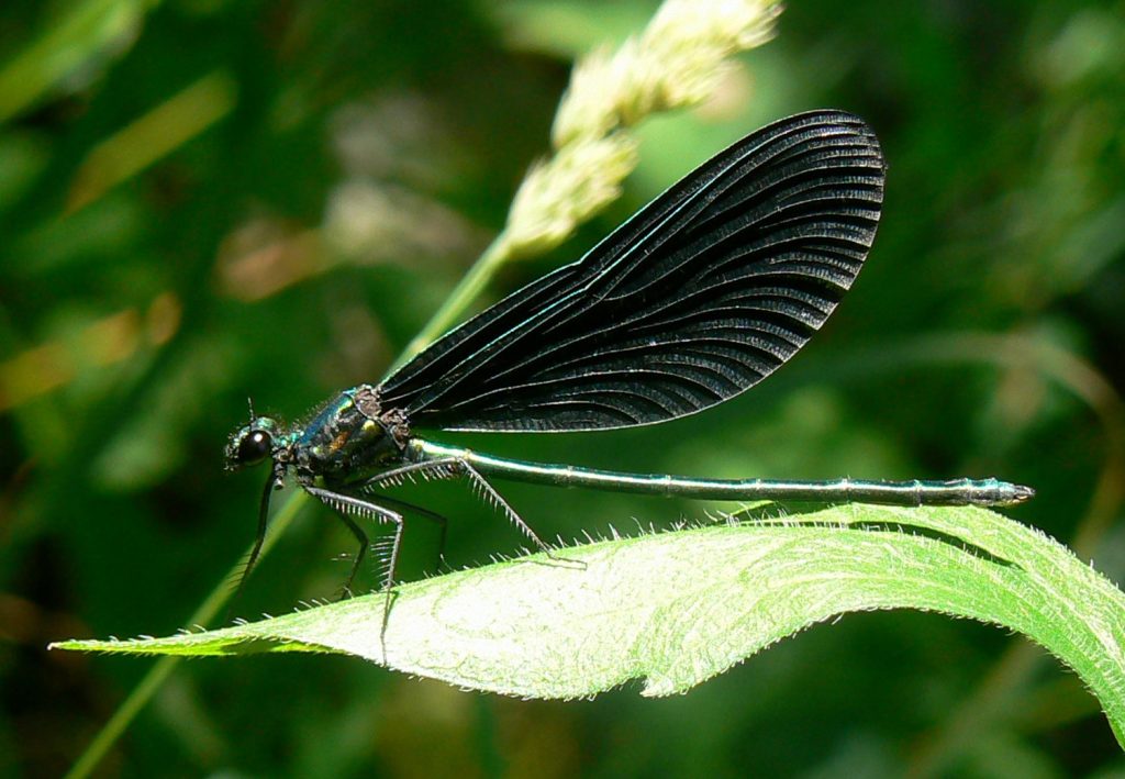 Damselfly at rest