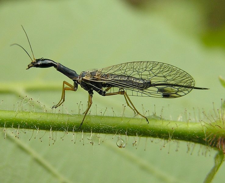 photo of a snake-fly (Raphidioptera)