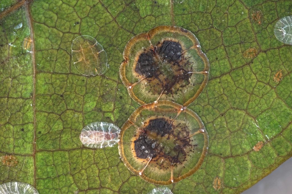 Photo of scale insect