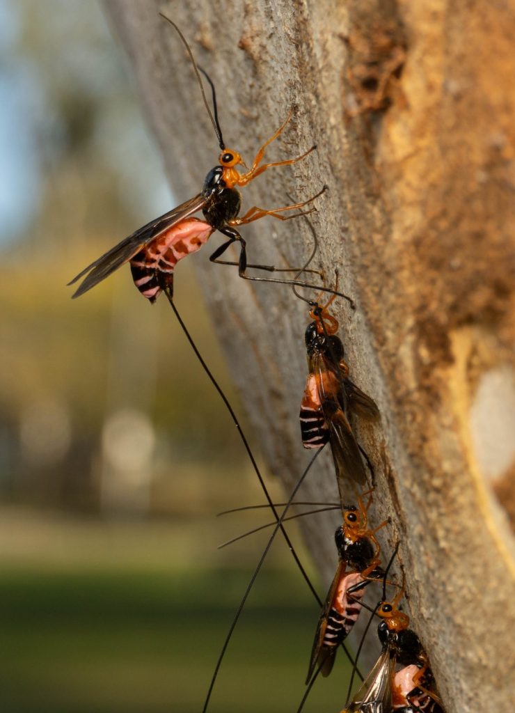 photo of the giant wood moth parasitoid wasp (Hymenoptera)