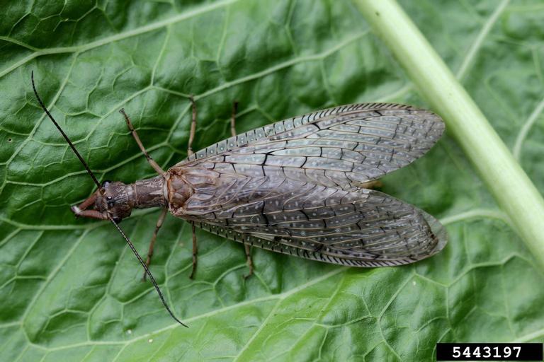 Photo of Megaloptera adult