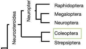 Cladogram highlighting Coleoptera