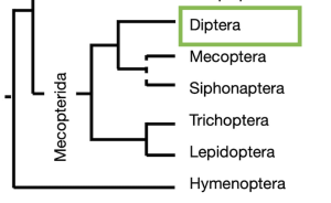 Cladogram with Diptera highlighted