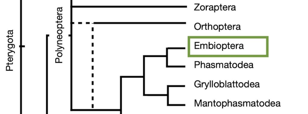 Cladogram highlighting Embioptera.