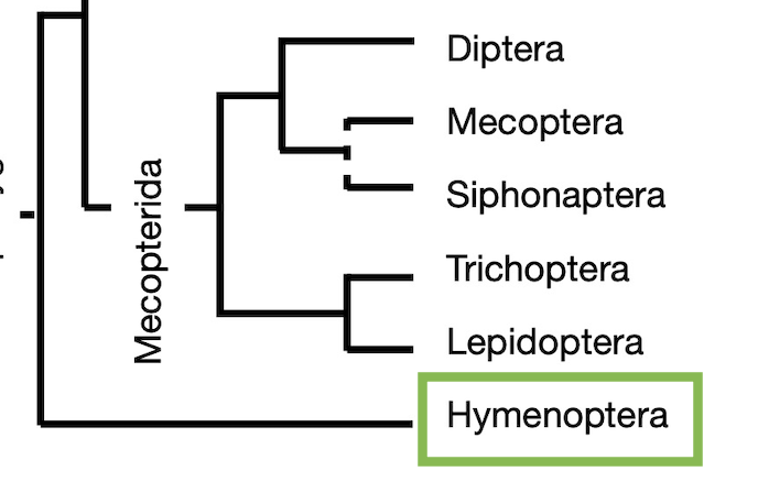 Cladogram with Hymenoptera highlighted