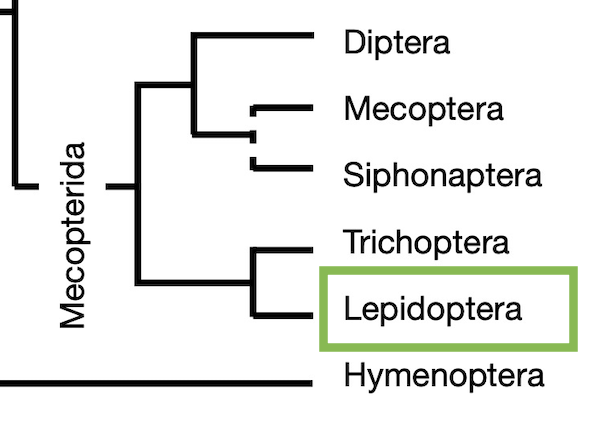 Cladogram highlighting Lepidoptera