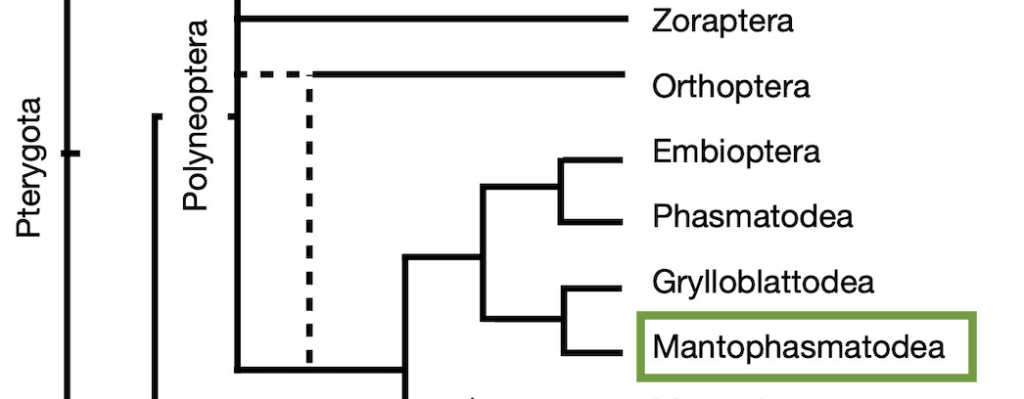 Cladogram highlighting Mantophasmatodea