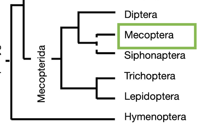 Cladogram with Mecoptera highlighted