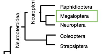 Cladogram with Megaloptera highlighted