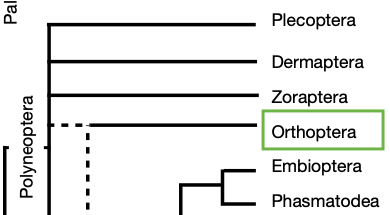 Cladogram highlighting Orthoptera