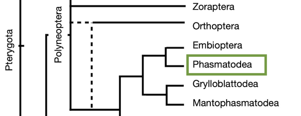 Cladogram highlighting Phasmatodea.