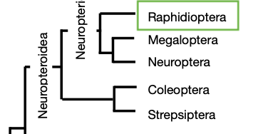 Cladogram with Raphidioptera highlighted