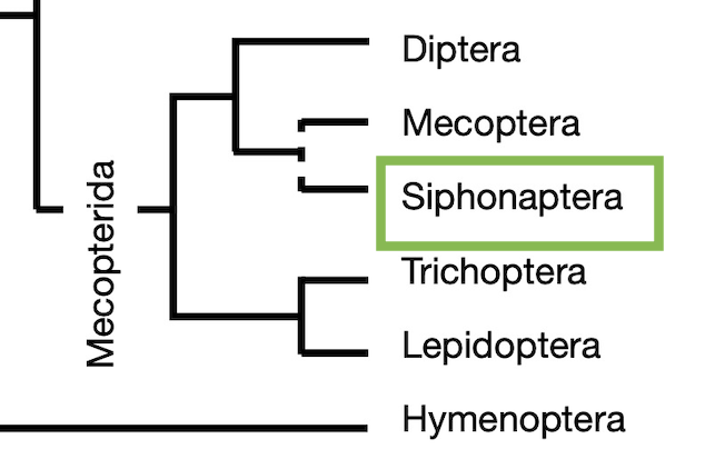 Cladogram with Siphonaptera highlighted