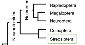 Cladogram with Strepsiptera highlighted