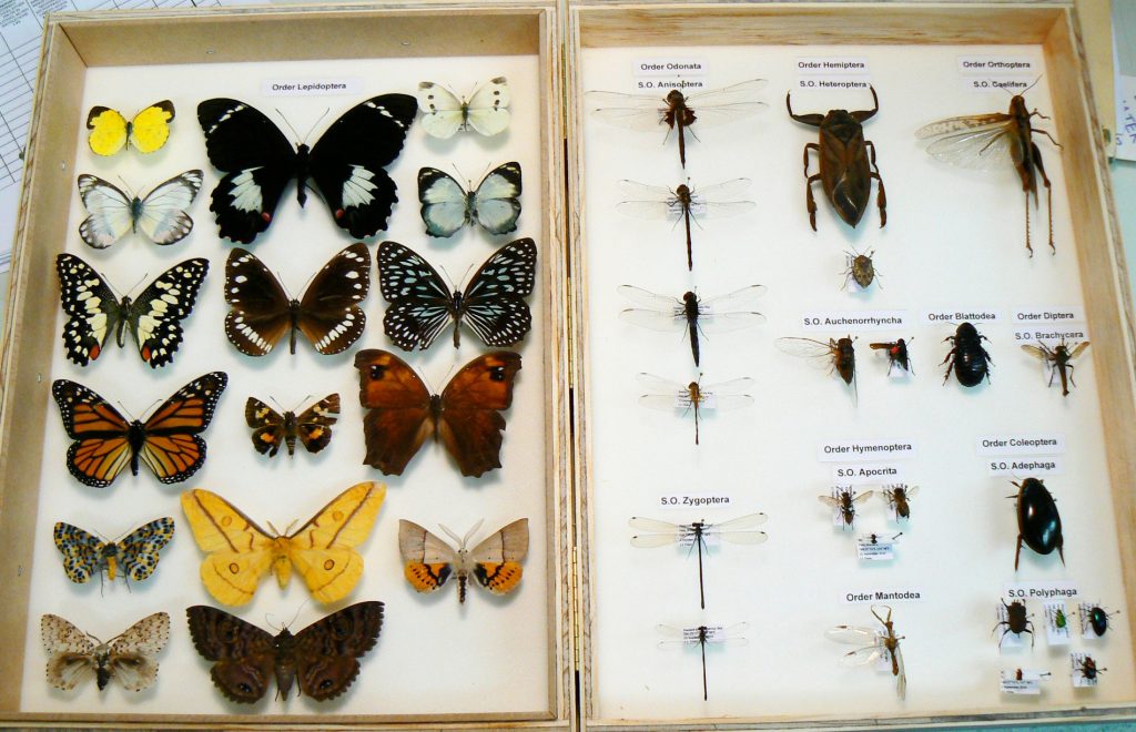 Photo of an insect collection