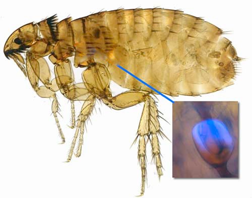 Flea with resilin region