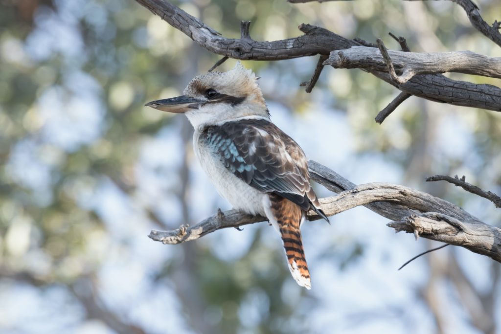 A kookaburra sits on the bare branches of a tree. The kookaburra has blue and brown feathers.