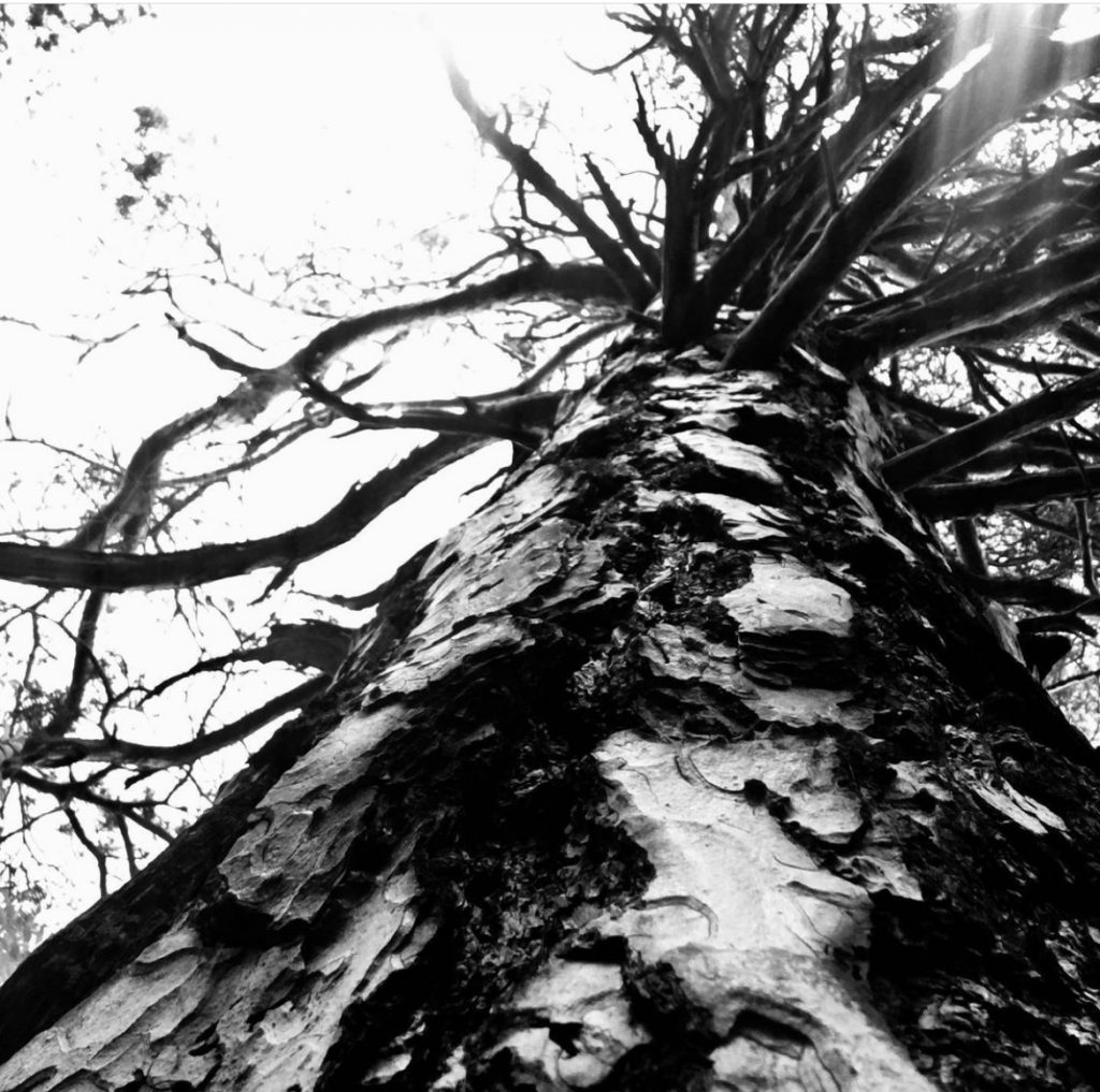 Picture 2. The tree on the Trail of the Ridges (Sentiero delle Coste). This tree stands in a wood with its fellows trees. But it is unique: tall and many-branched, partly burned by lightning. It has been changing all its life and through every season.