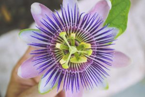 Close-up image of a purple flower with yellow stamen