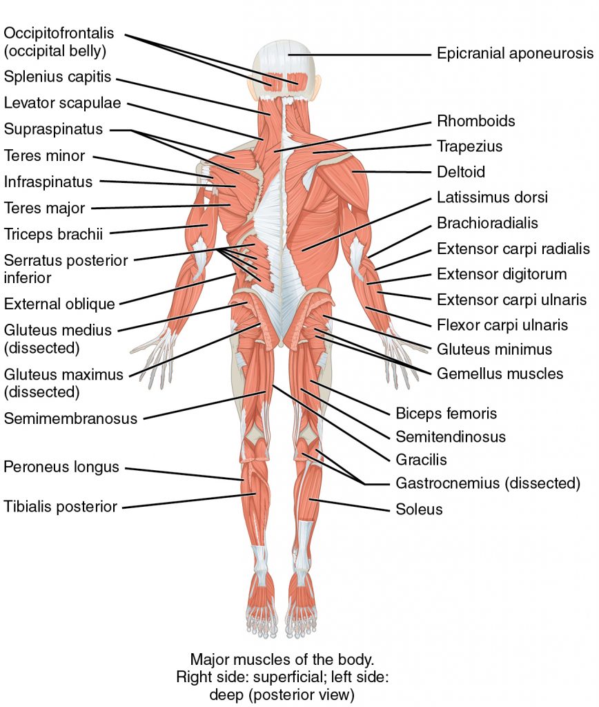 Resistance Exercise: The Back – Exercise Delivery