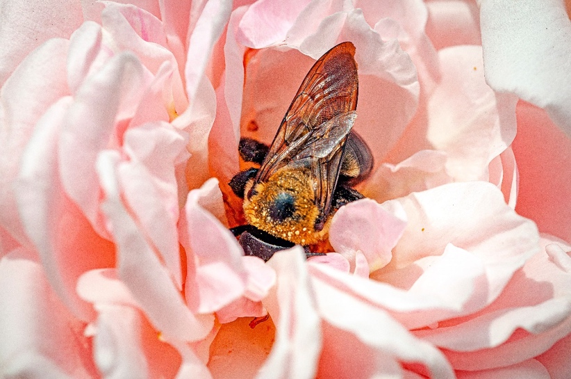 insect on a flower