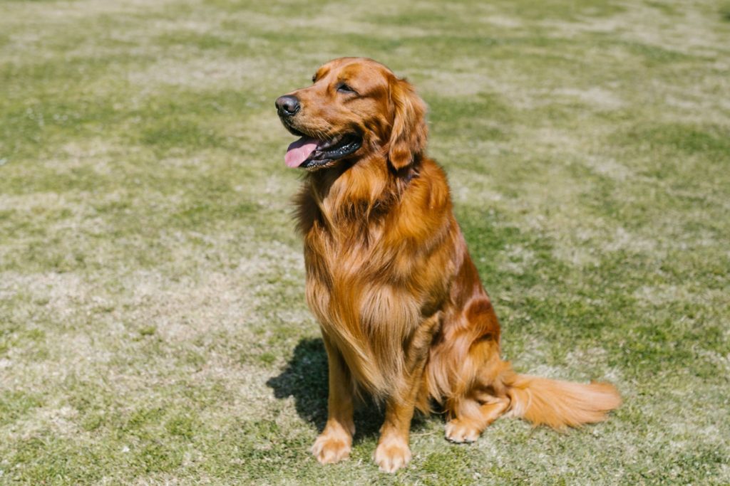 Furry dog sitting in the grass